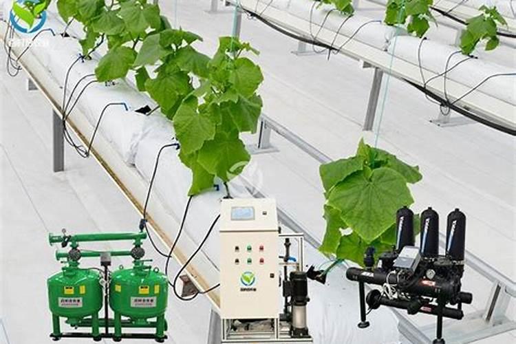 寿光崔西岭村西红柿产业简介