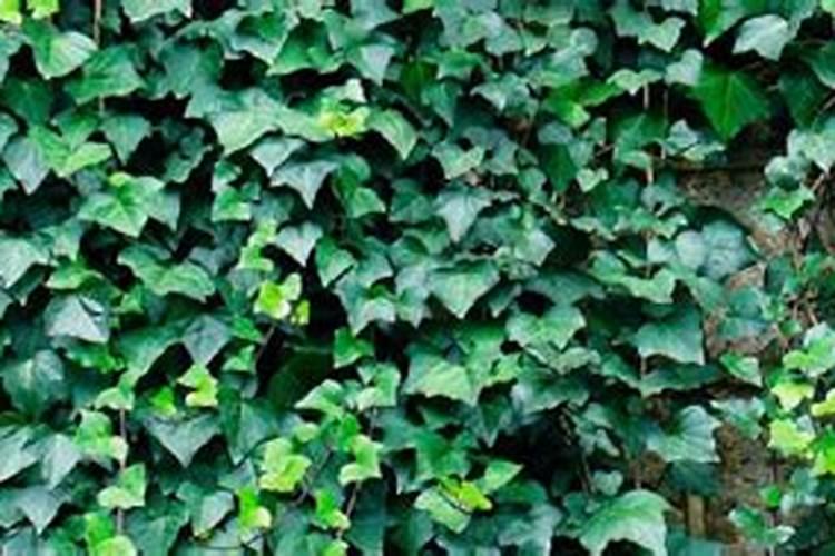 三角梅什么时候施肥,三角梅什么时候施肥磷酸二氢钾