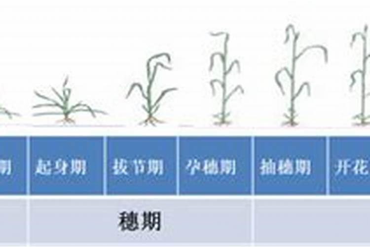 棉花如何才能高产