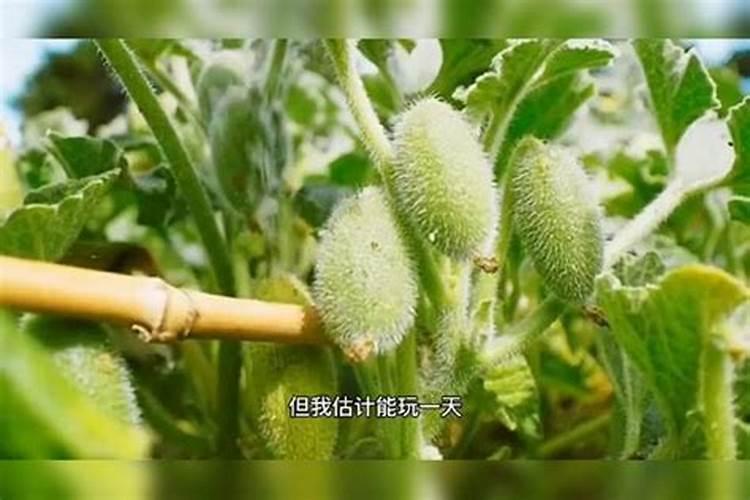 种植西瓜,主要步骤是什么？
