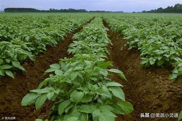 白三叶中的尖叶草如何防治