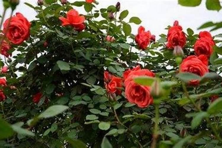 露地西瓜种植时间和方法