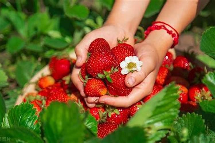 茉莉花一般施什么肥料好