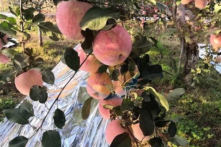 青菜施肥了几天后可以吃