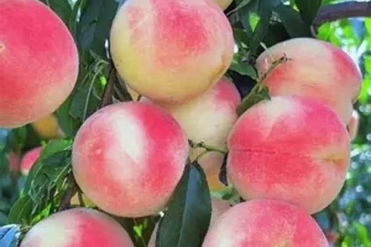 菠菜的叶子的鼓包什么病？怎么治