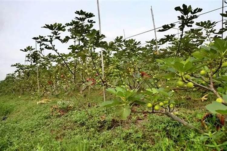 无花果用什么肥料最好