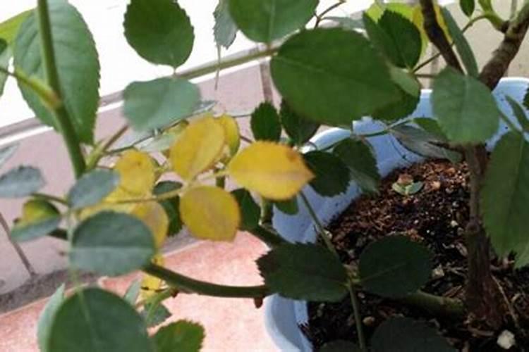 进口高钾肥哪个品牌的好