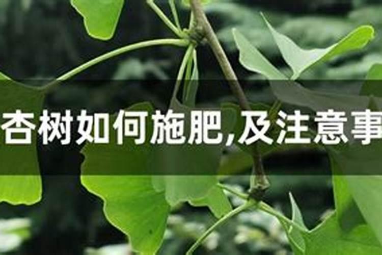银杏养殖方法和注意事项