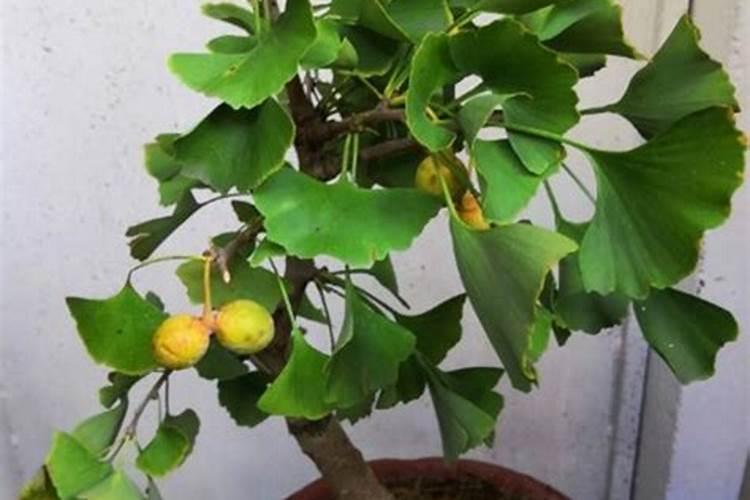 银杏树怎样施肥