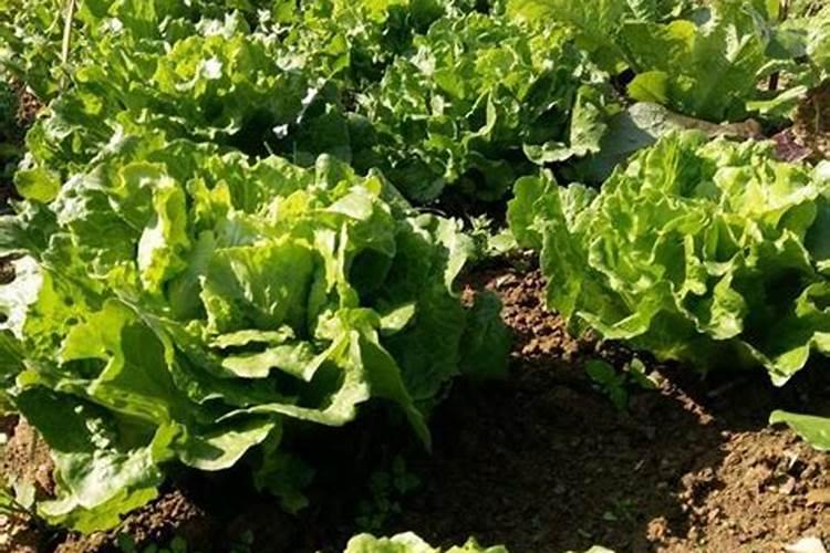 茶叶育苗方法 怎样育茶叶苗