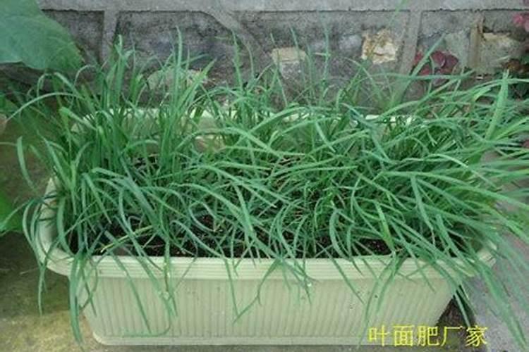 农药三唑酮可以给花卉灌根吗