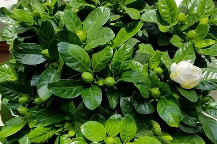 水溶肥果树灌根正确方法