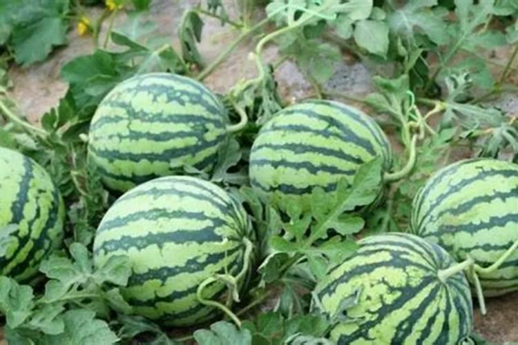 西瓜什么时候冲施钙肥？