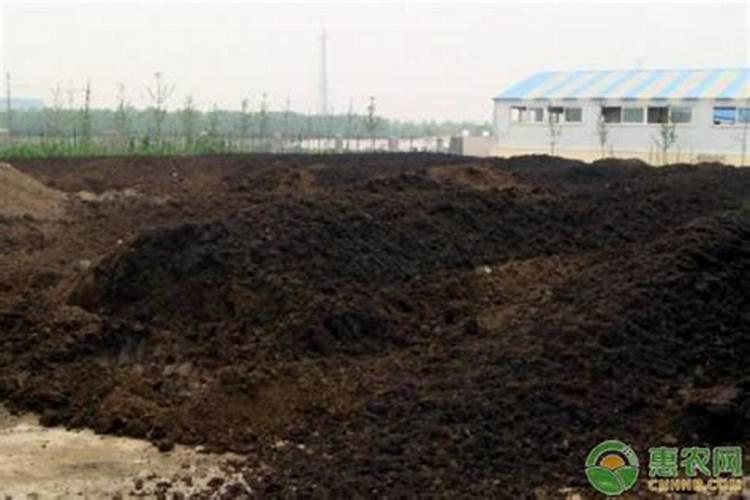 多肉法师哪个好养