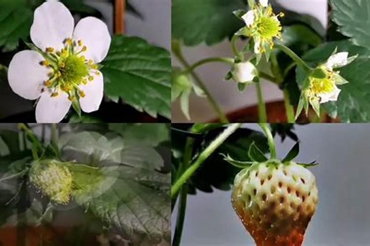 芸乐收和芸苔素一样吗 还可以和农药一起使用