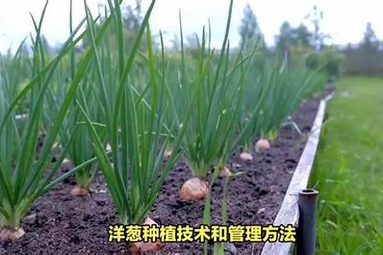 米糠可以做肥料吗