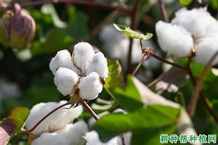 棉花需求什么化肥
