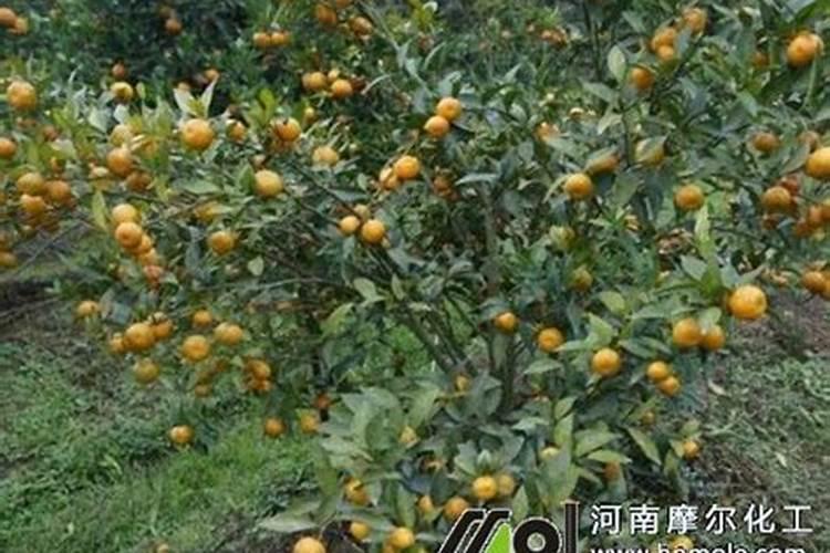 em菌粉沤肥怎么制作