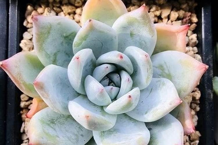 长寿花和落地生根的区别花卉百科