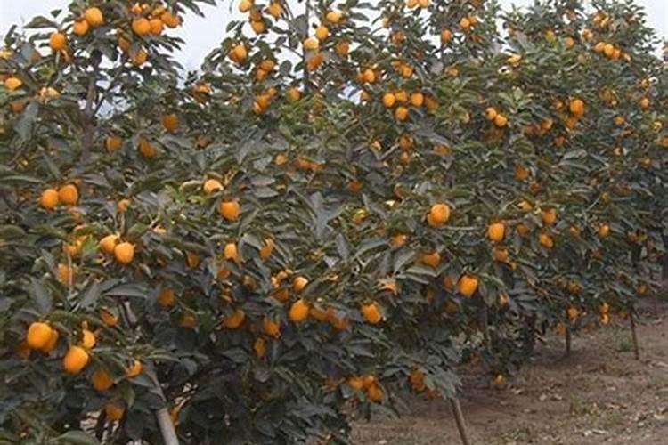 松花菜后期怎么管理