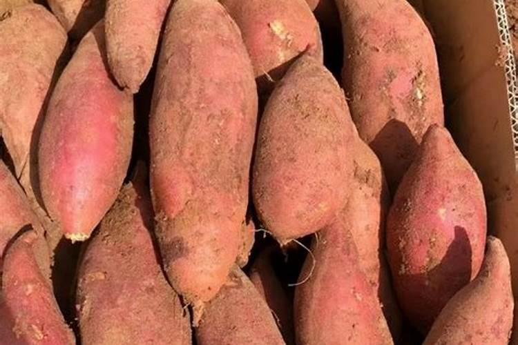 玉米叶面肥和尿素哪个效果好