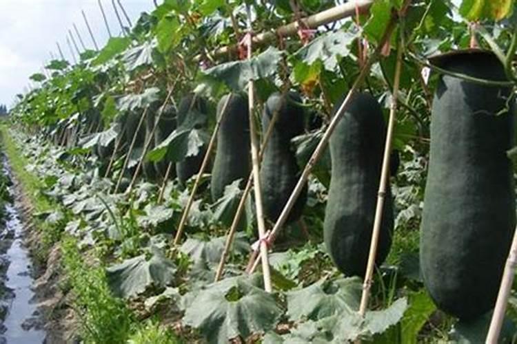 什么水溶肥种冬瓜最漂亮