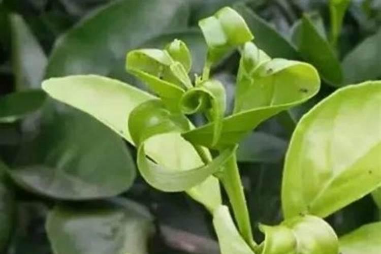 农业知识:枣树花期用什么药能坐果？