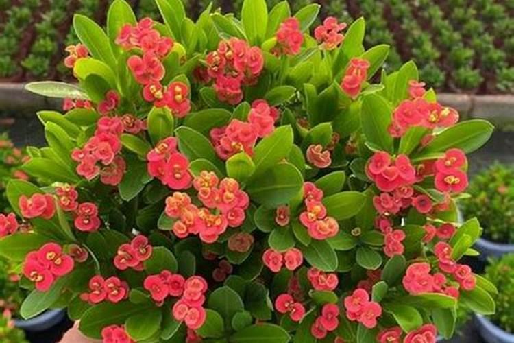 安徽泾县特产:苏岭山药