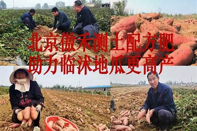 芸苔素的作用和使用方法