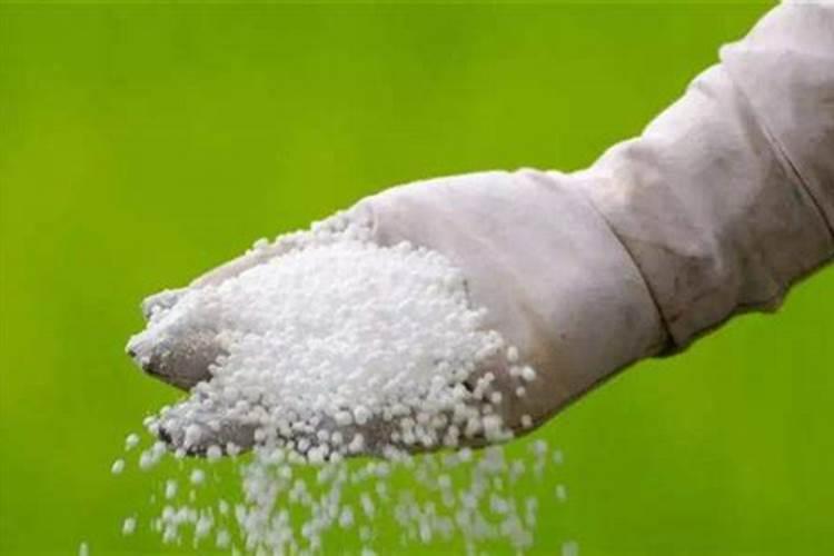 黄杨施什么肥长得快