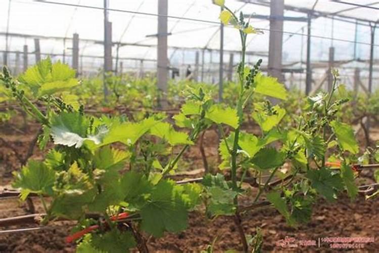 硼元素对植物体有何作用？枣树缺硼表现什么样症状？怎样预防缺硼症发生...