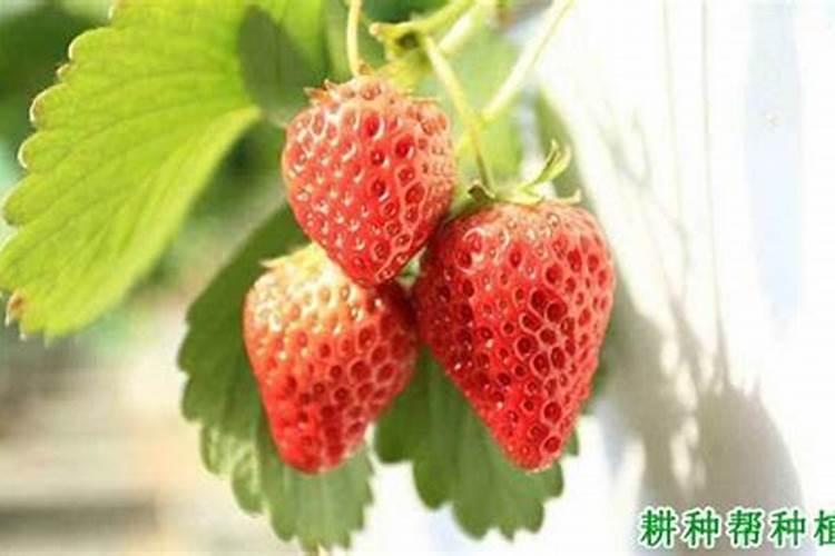 西红柿挂果后施什么肥西红柿挂果后怎么施肥