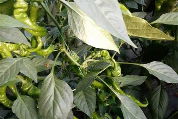 大蒜喷施什么蒜头最大？