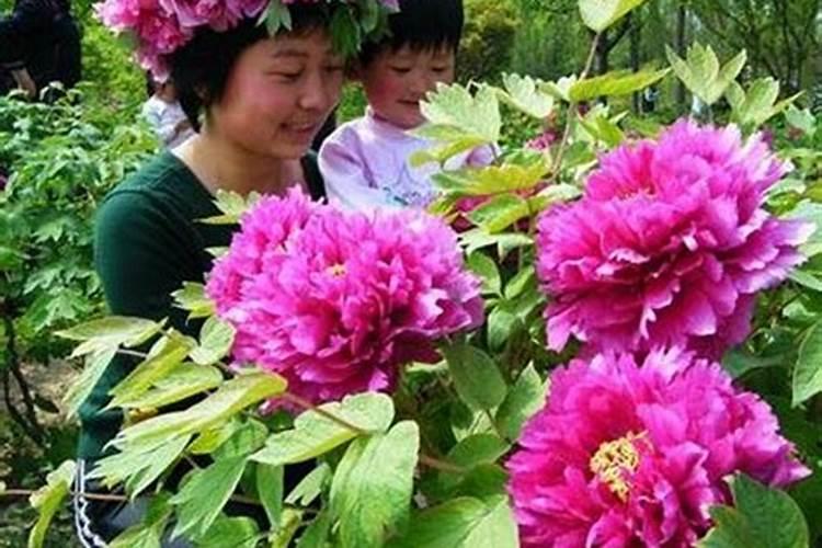 牡丹种子的种植时间、种植方法是什么？