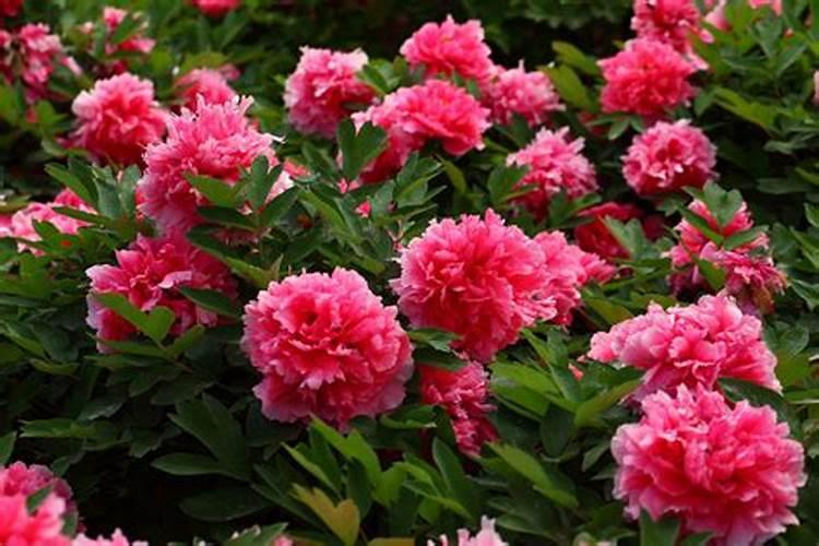 牡丹种子的种植时间、种植方法是什么？