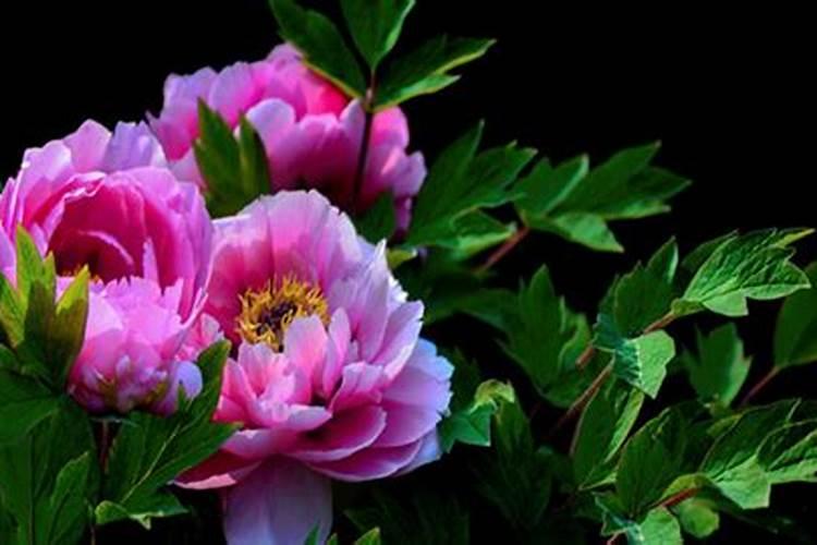 牡丹种子的种植时间、种植方法是什么？