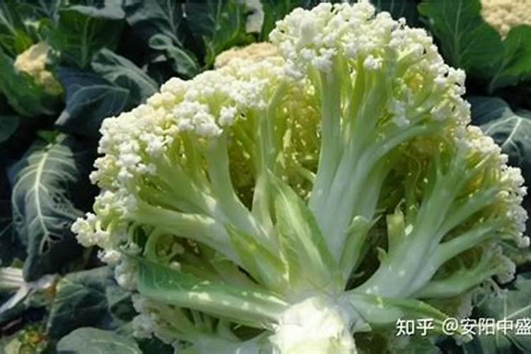 花椒素wgx50简介？