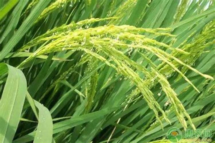 水溶肥浇地的方法