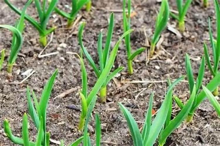 冲施肥用腐殖酸好还是黄腐殖酸好