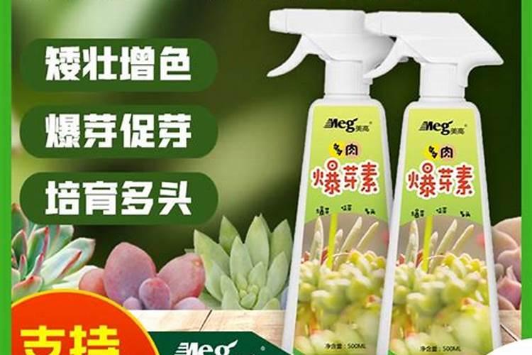 多肉用什么肥料施肥最好