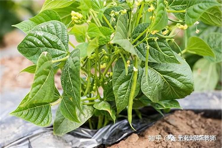 豆角开花期怎样施肥 什么时候施肥产量高