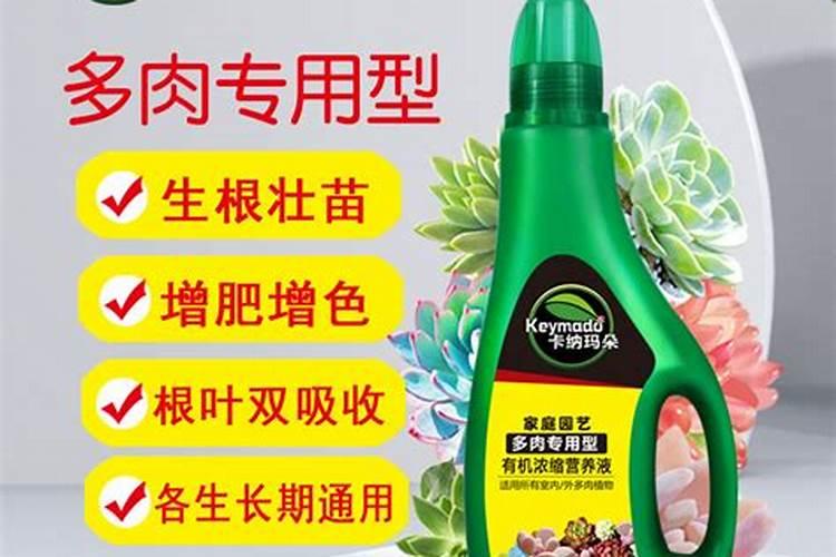 水溶肥如何给多肉施肥？