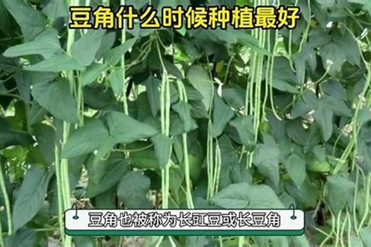 老来少豆角什么时候施肥？