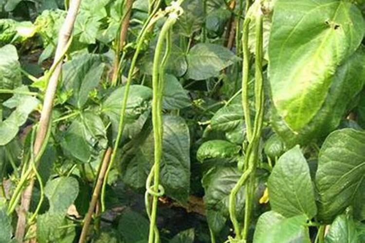 豆角种植期间该选择何种肥料？