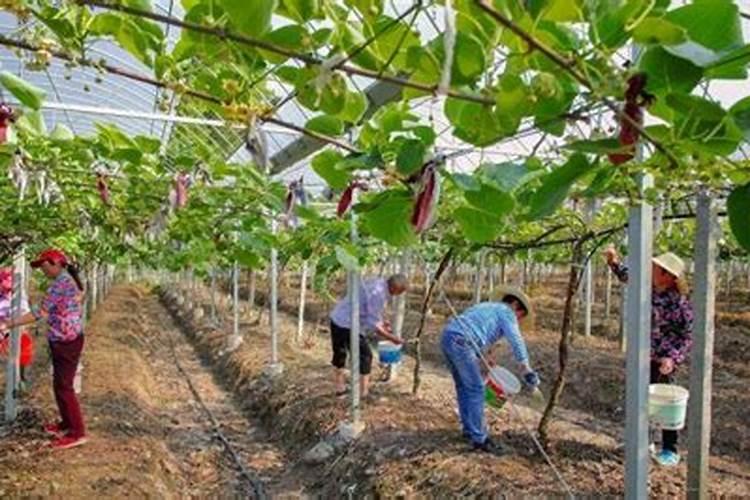 黄杨换盆时间和方法,换盆应该注意什么事项