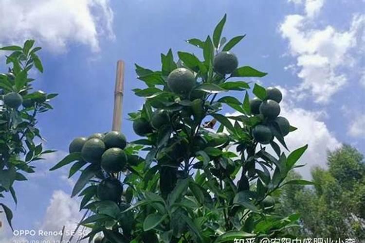 果树怎样施用钾肥,果树钾肥的施用方法