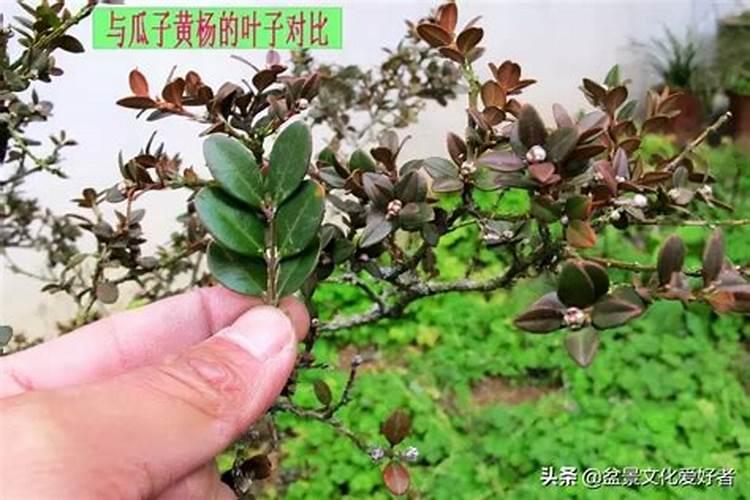 颗立硼在柑橘果树怎样使用