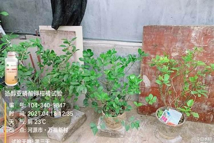 果树在果实膨大期施入钾肥过量有危害吗？