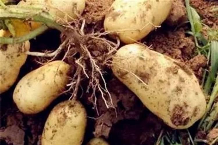 鱼蛋白的制作方法