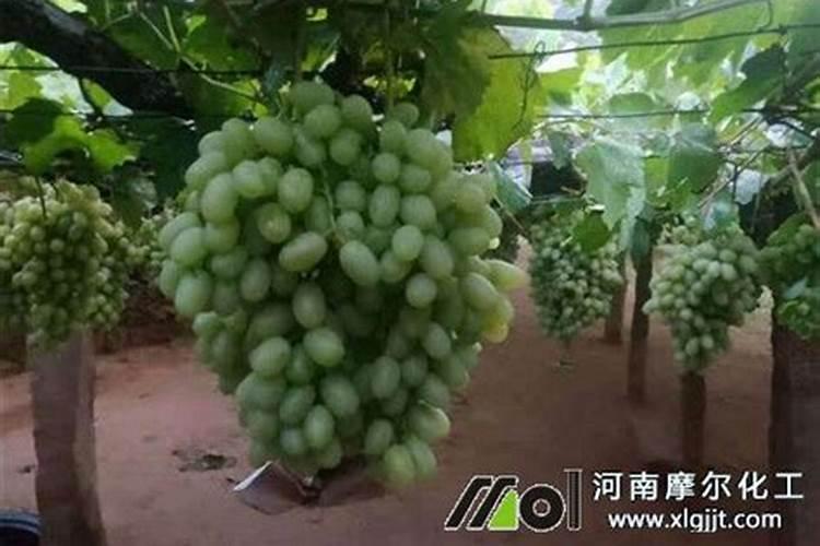 葡萄上色时用什么肥料上色快